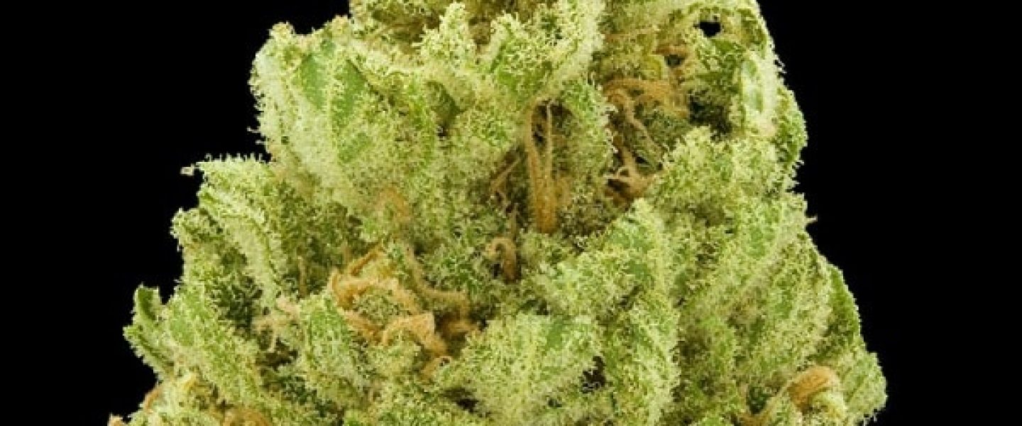 green ribbon marijuana strain