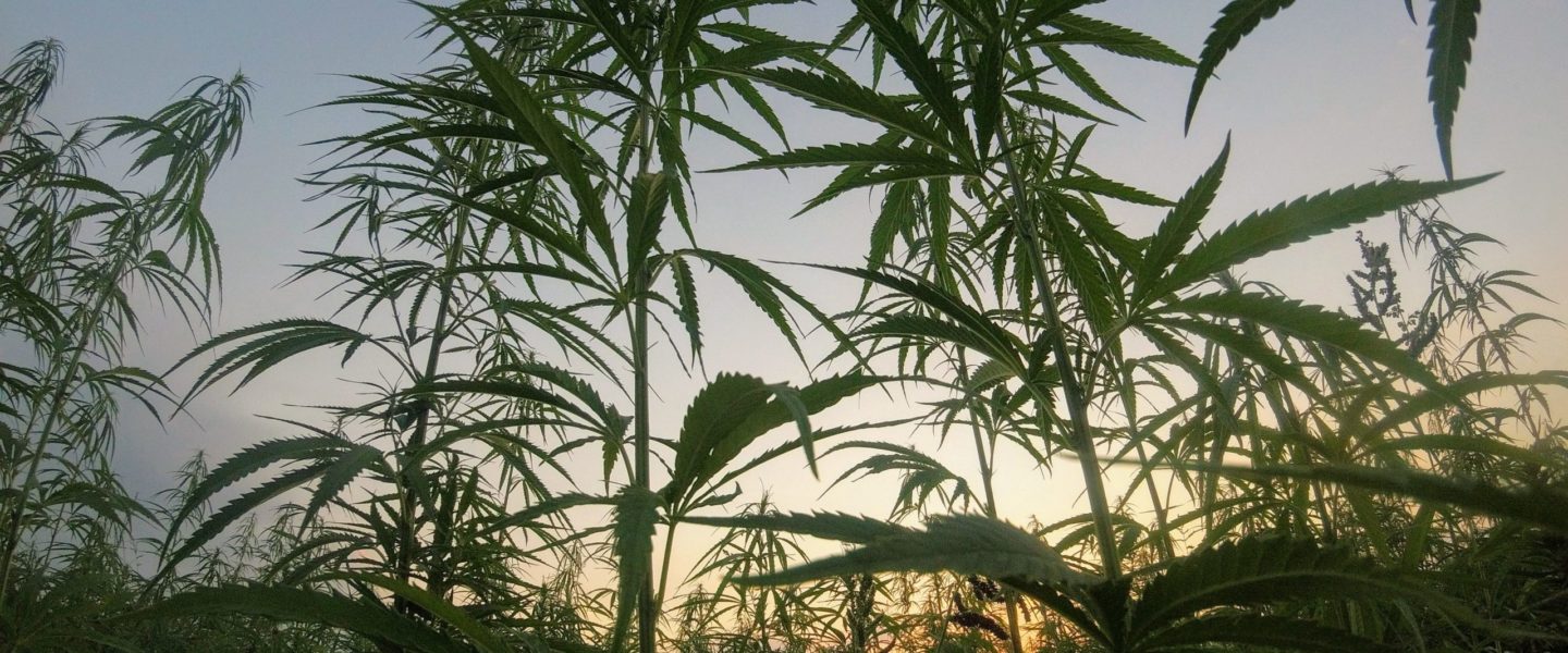 grow-cannabis-in-your-yard