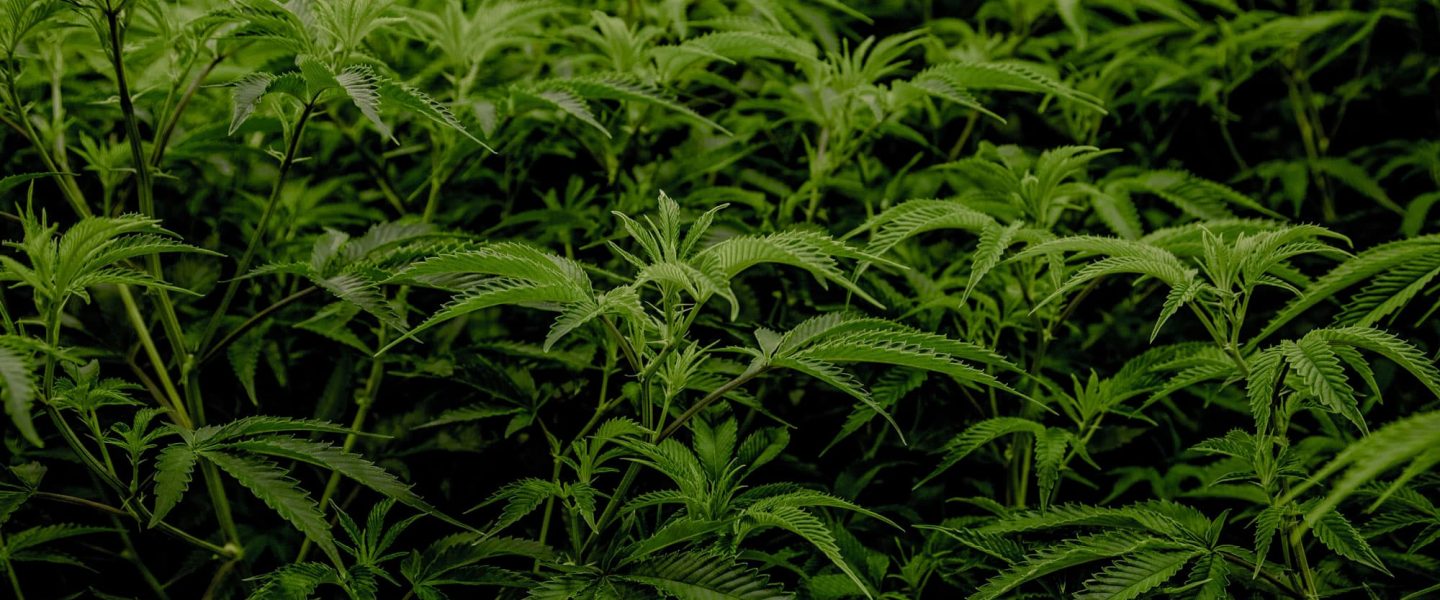 grow-dense-bushy-marijuana-plants