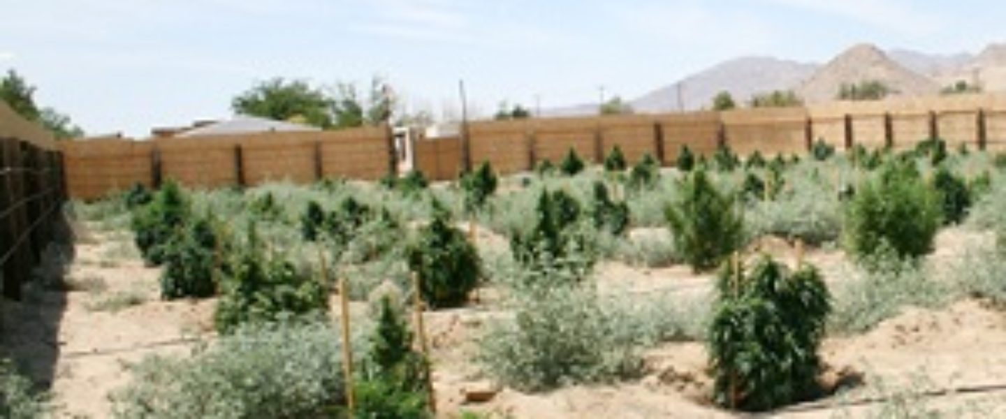 Growing weed outdoors in the desert