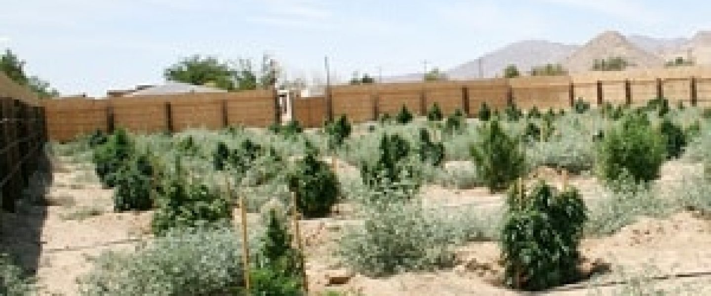 growing marijuana in the desert
