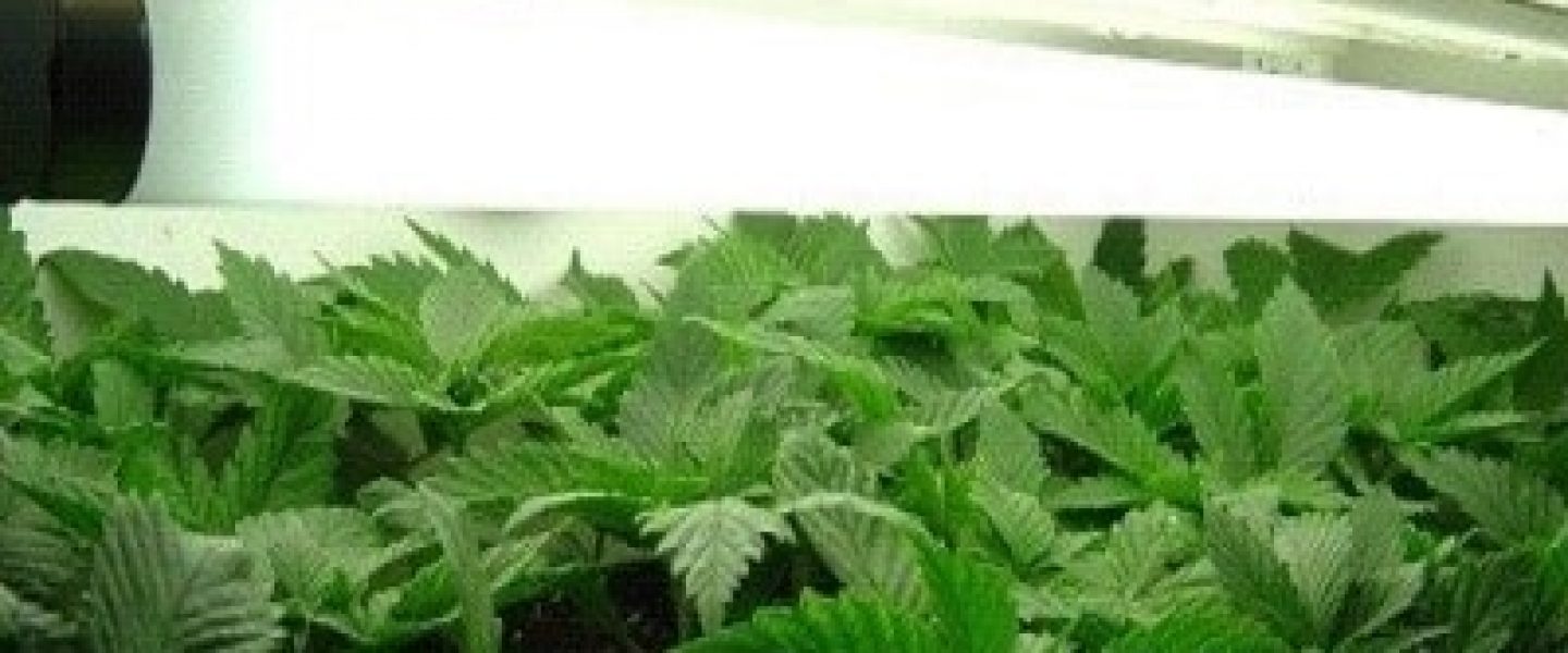 growing marijuana