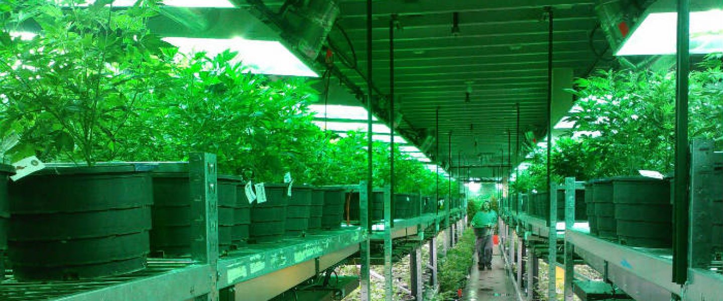 growing marijuana, medicinal marijuana