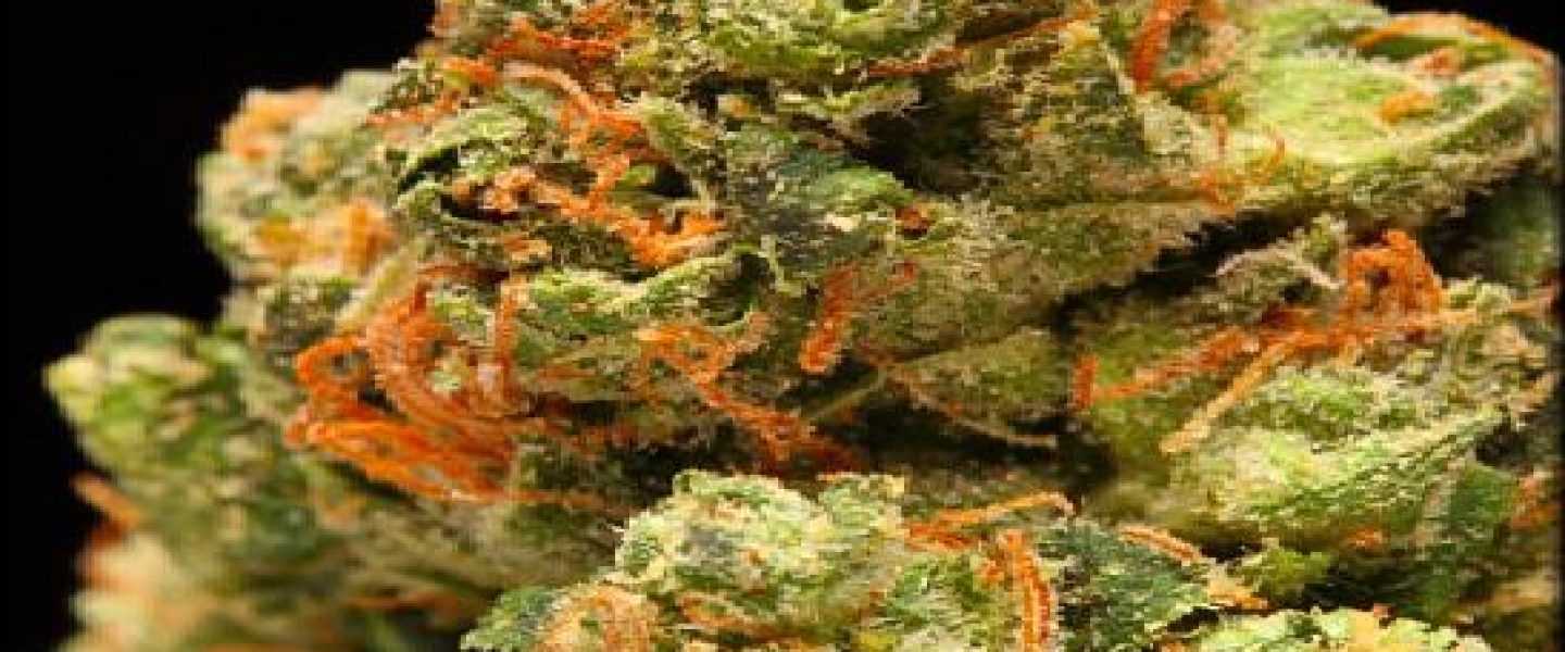 headband marijuana strain