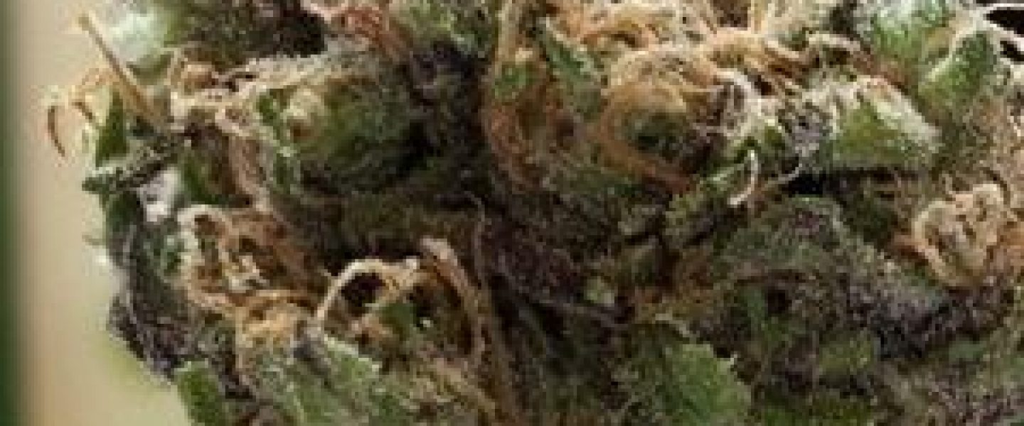 headband marijuana strain