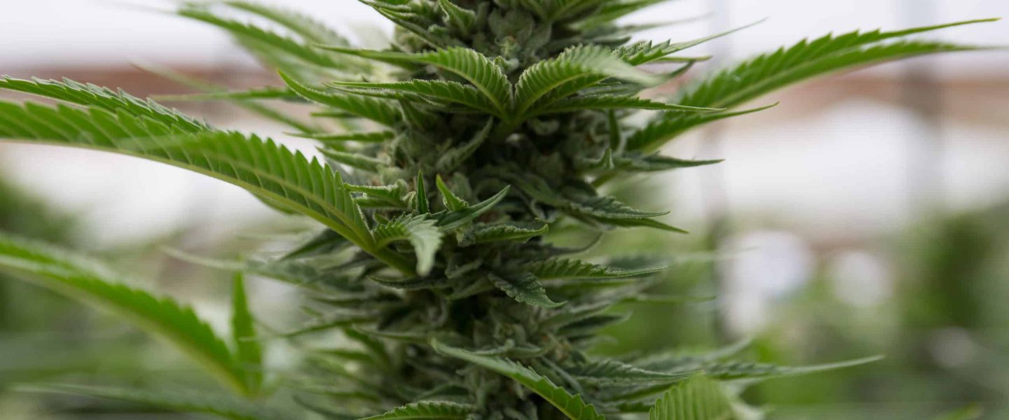 Picture of cannabis growing inside of a cultivation facility.