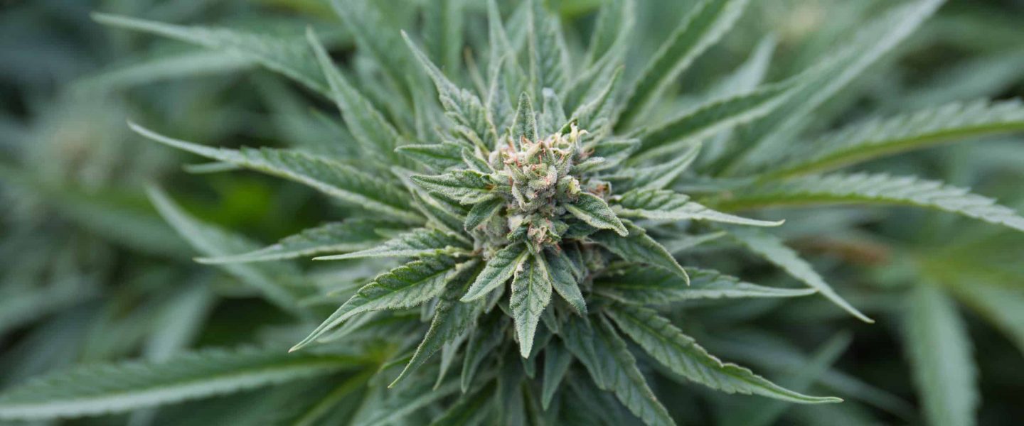 An image of flowering cannabis plant.