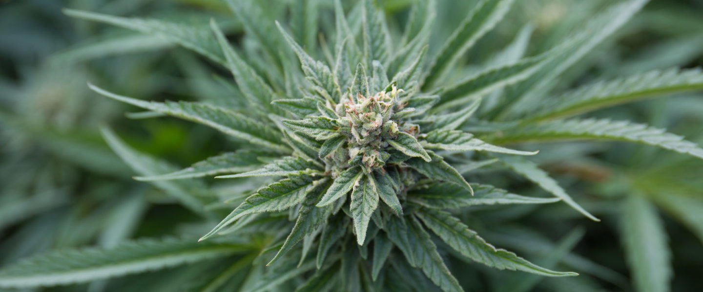 Picture of marijuana—Maryland will be legalizing marijuana next year.