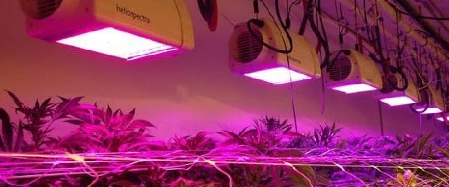 heliospectra cannabis led grow light