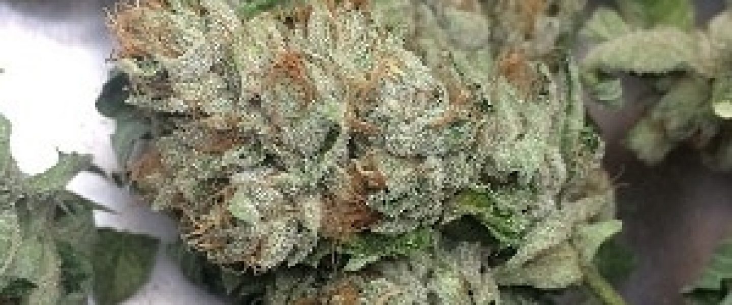 hells og marijuana strain