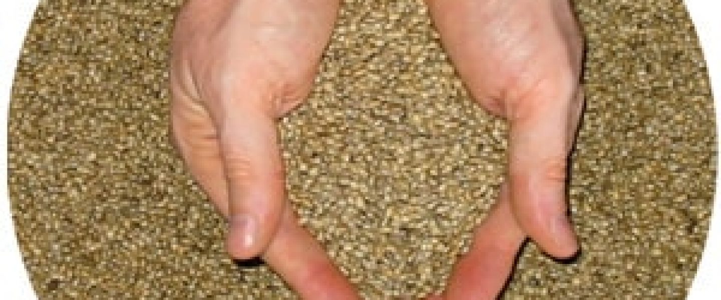 hemp seed