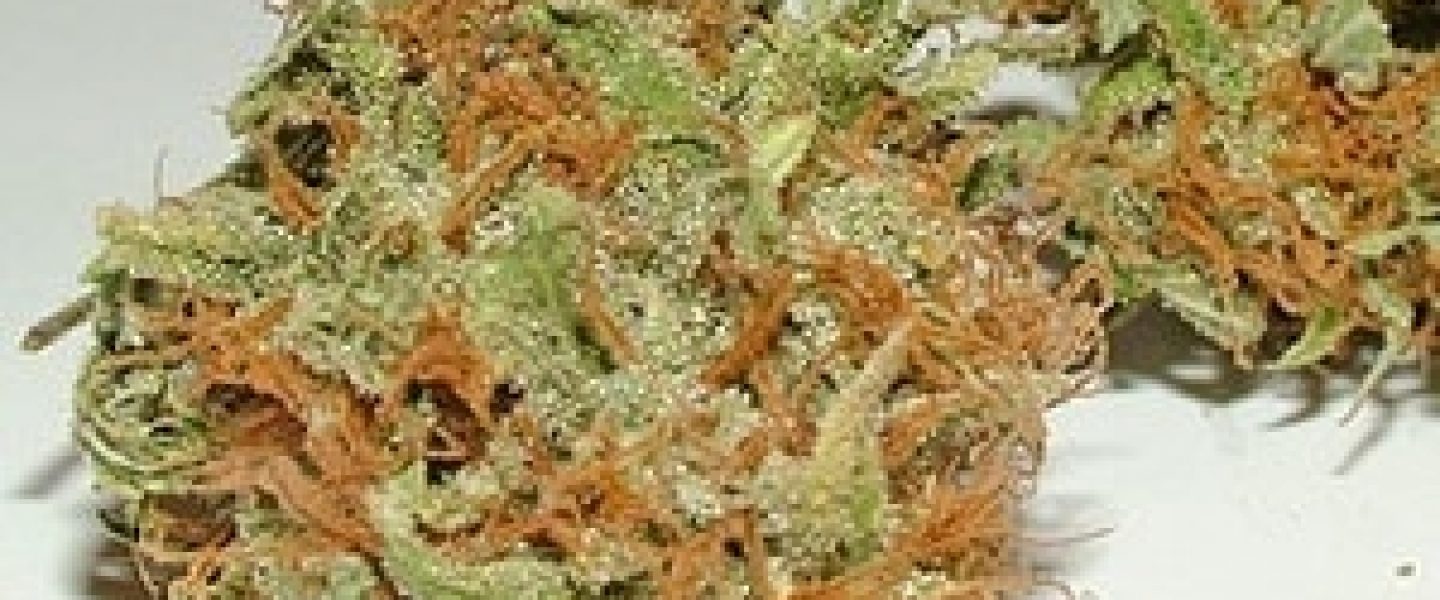 hogs breath marijuana strain