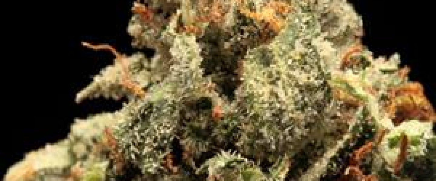 holy grail marijuana strain