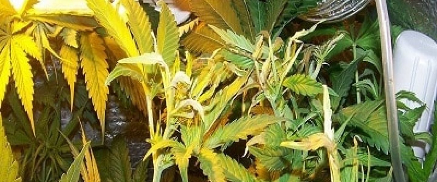 hot marijuana grow room