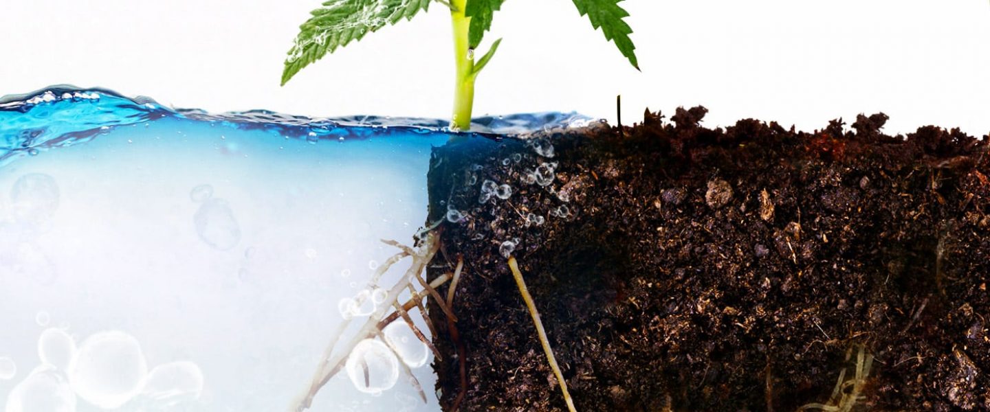 cannabis hydroponics or soil