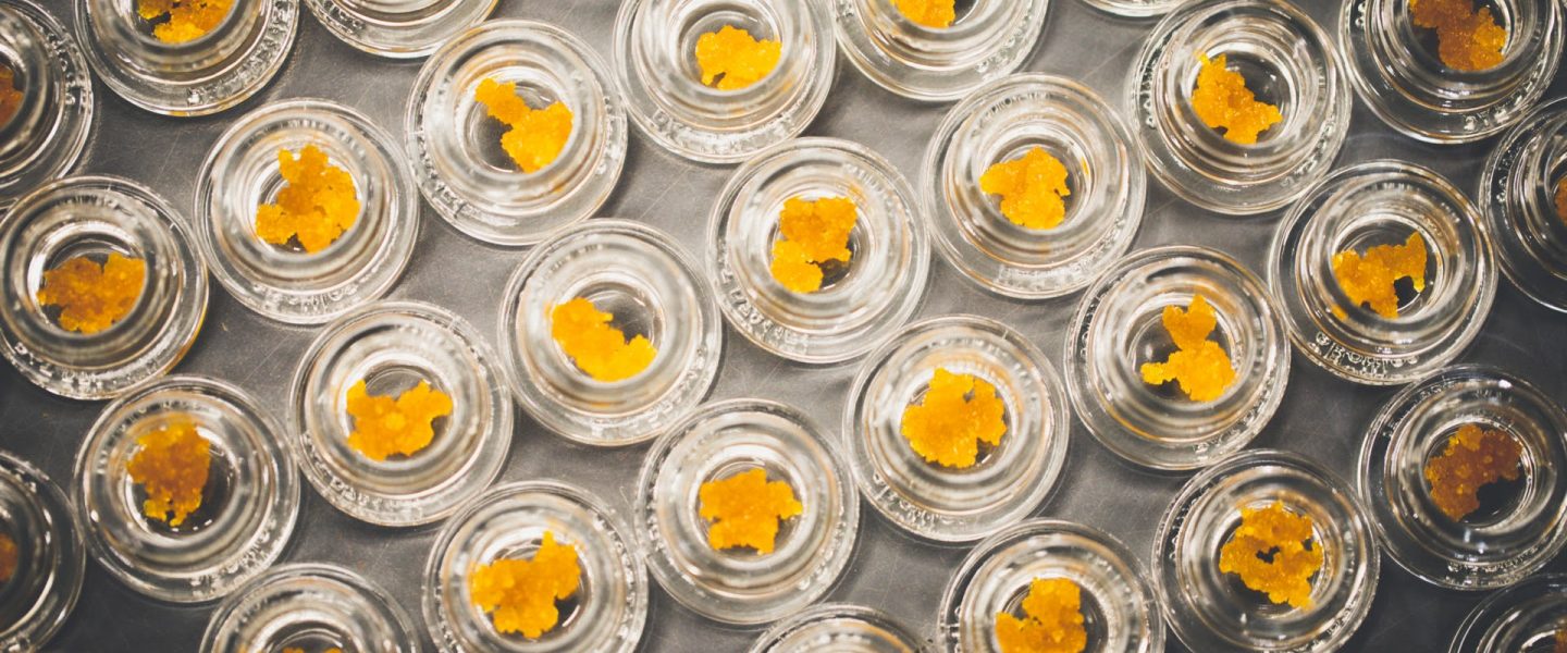 Live Resin vs. Shatter: What You Need to Know
