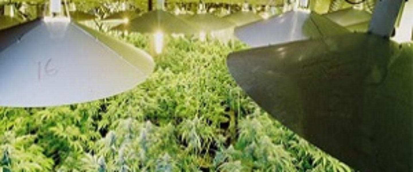 indoor marijuana garden