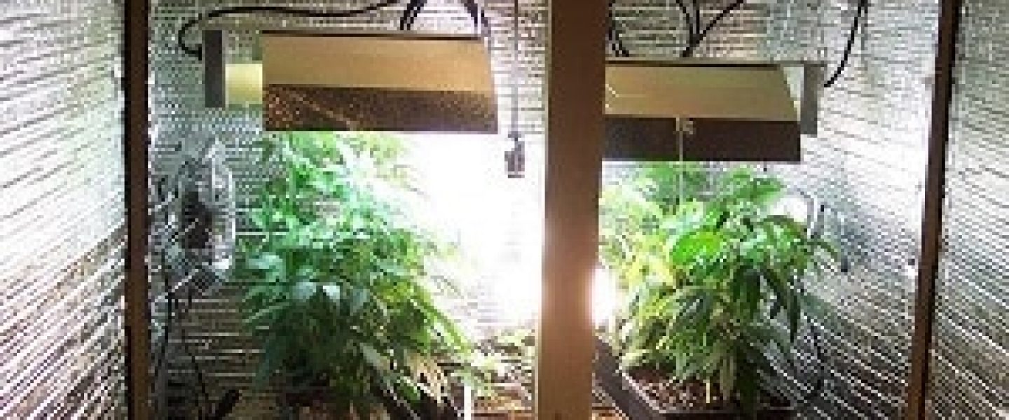 indoor marijuana garden