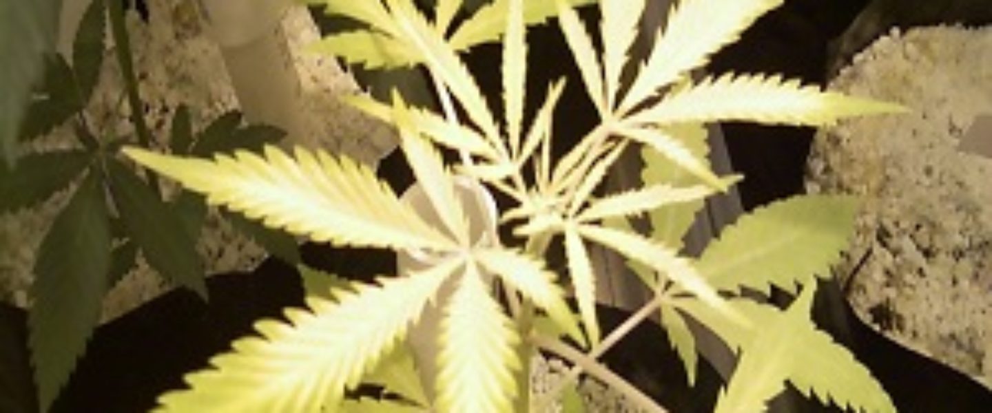 iron deficiency marijuana plant