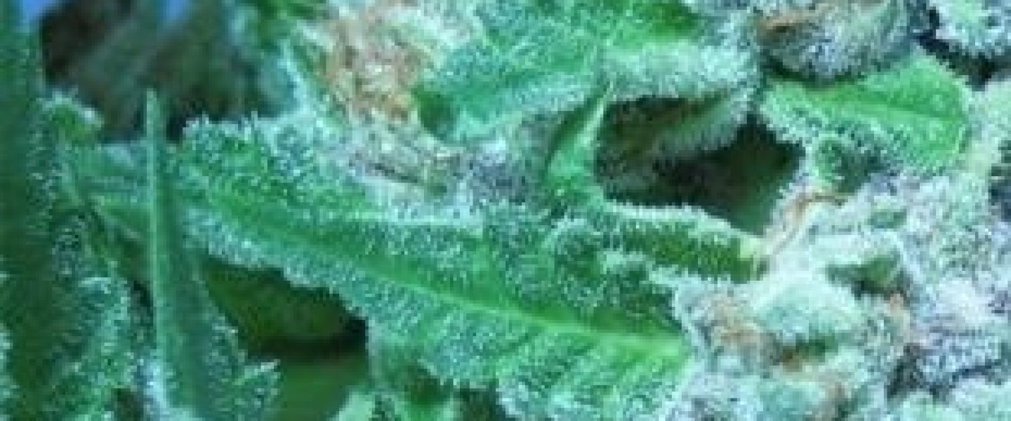 jack frost marijuana strain
