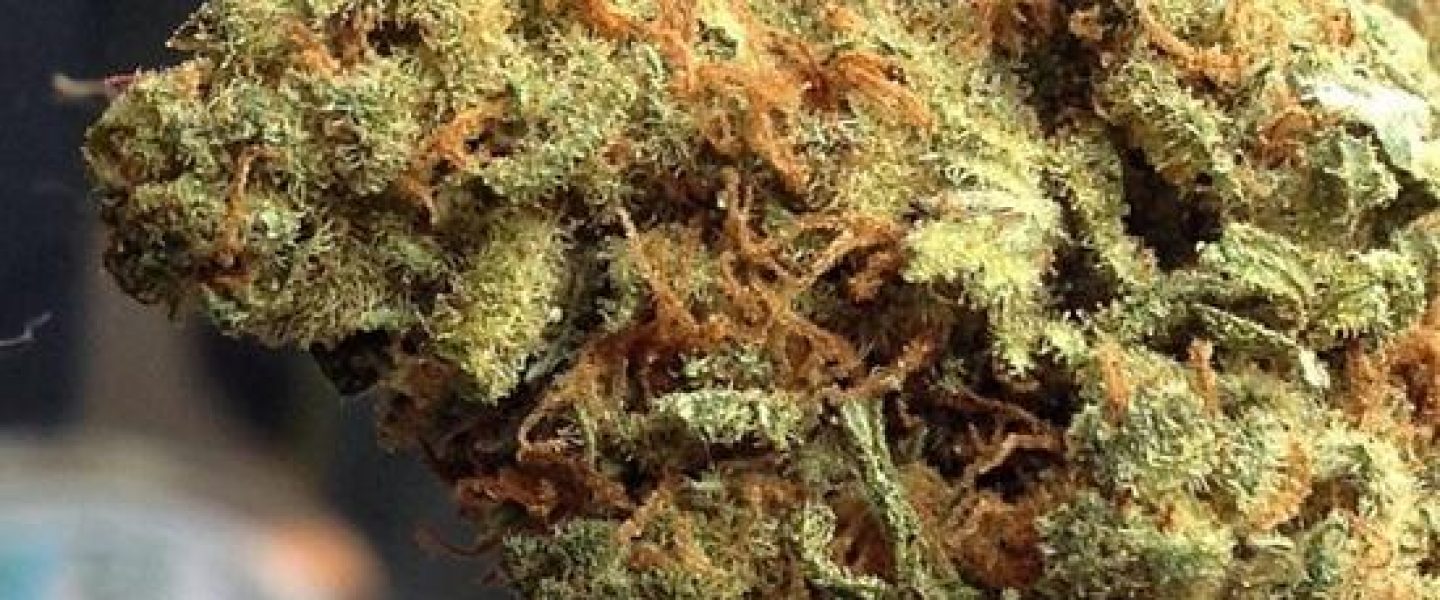 jack herer marijuana strain