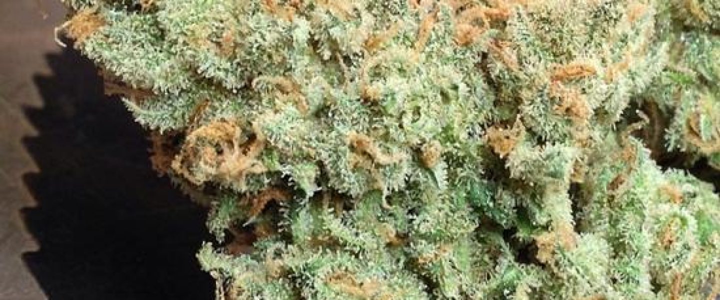 jack herer marijuana strain