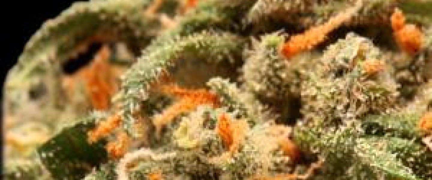 jack the ripper strain