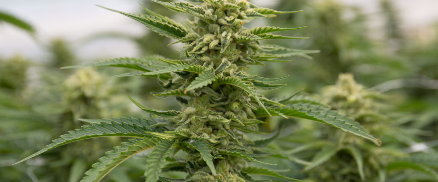 Virginia Lawmaker Introduces Bill To Legalize Marijuana In 2021.