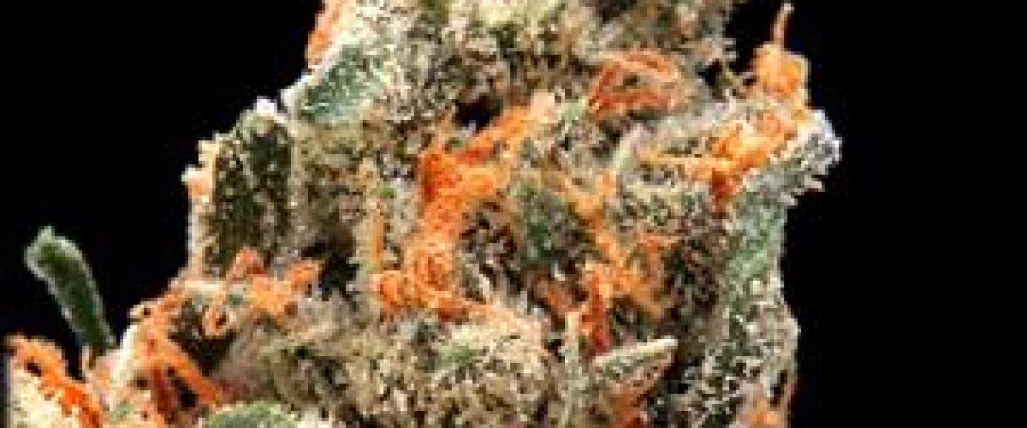 jacks haze marijuana strain