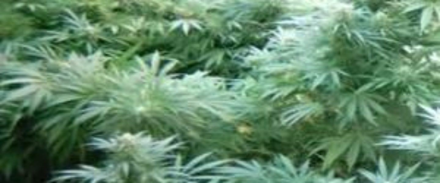 jorge cervantes outdoor marijuana garden time lapse