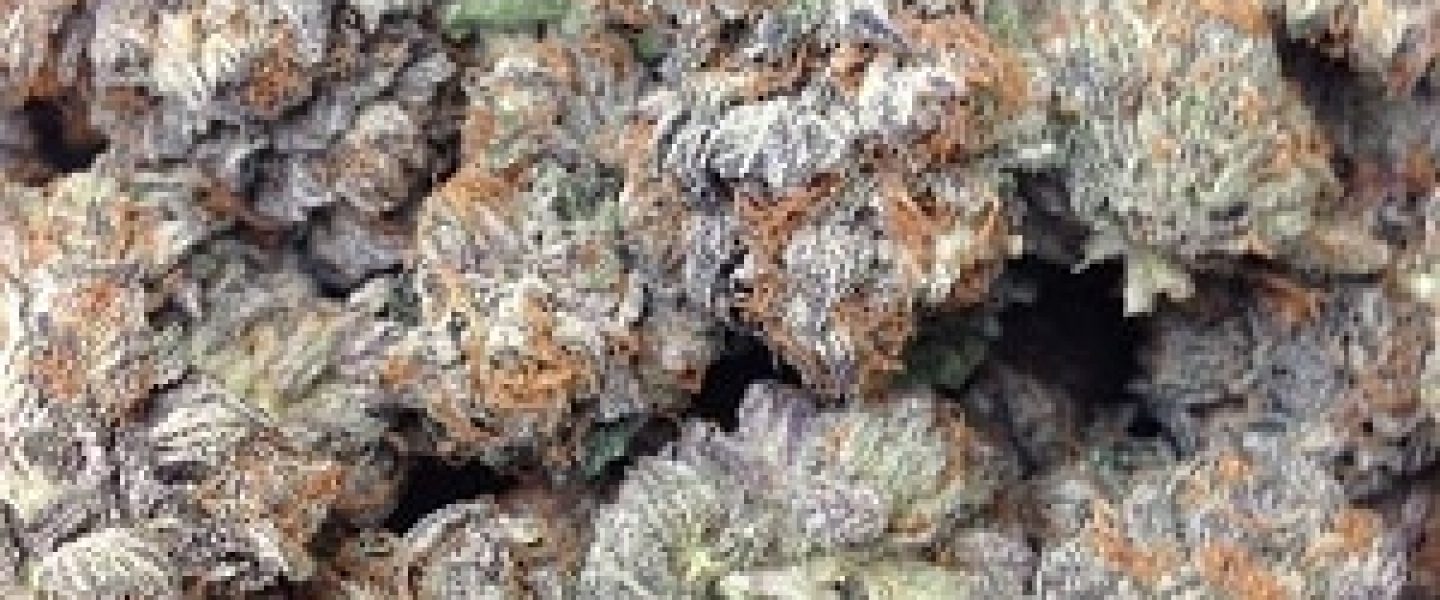 julius caesar marijuana strain