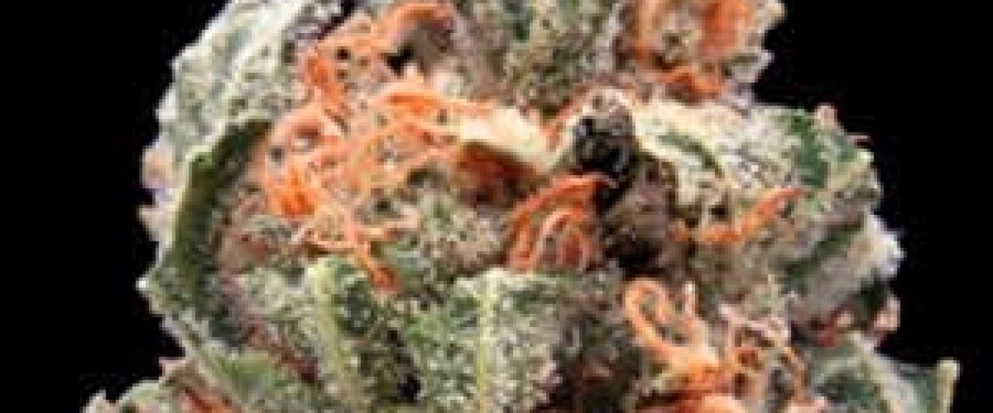 kandy chronic marijuana strain
