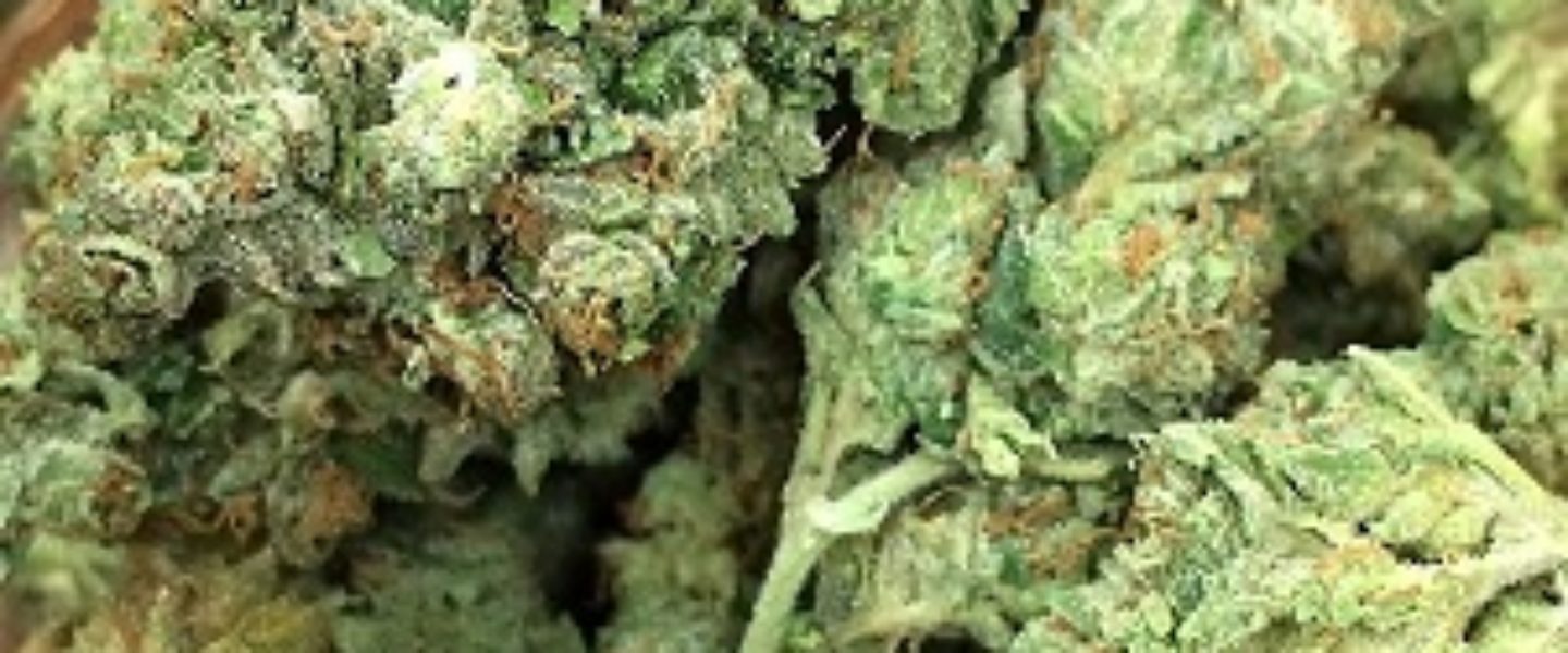 LA Kush Marijuana Strain Review And Pictures The Weed Blog