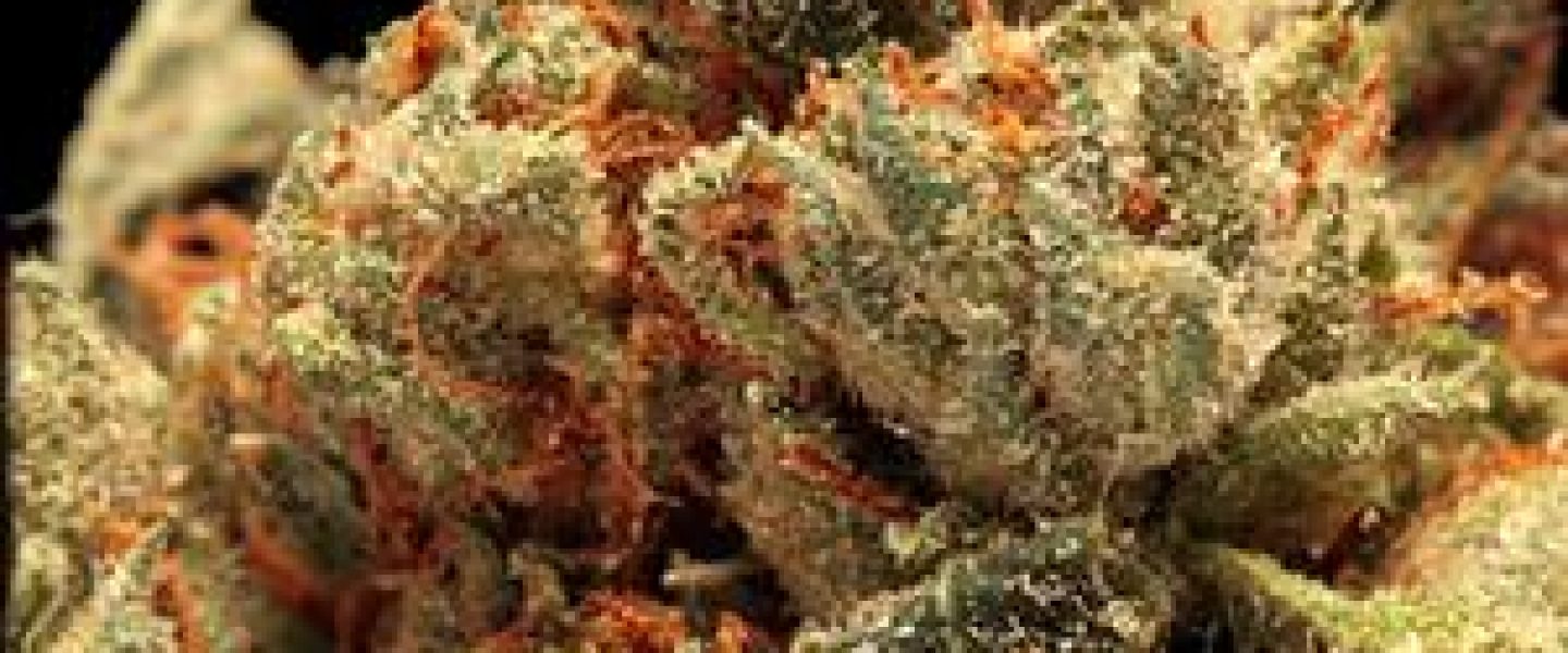 ladys kush marijuana strain