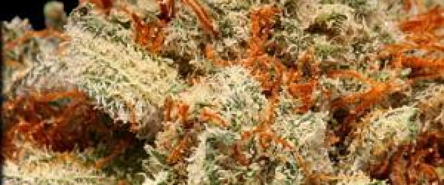 lakers kush marijuana strain