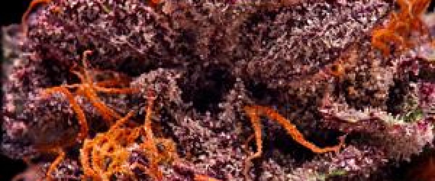 lavender marijuana strain