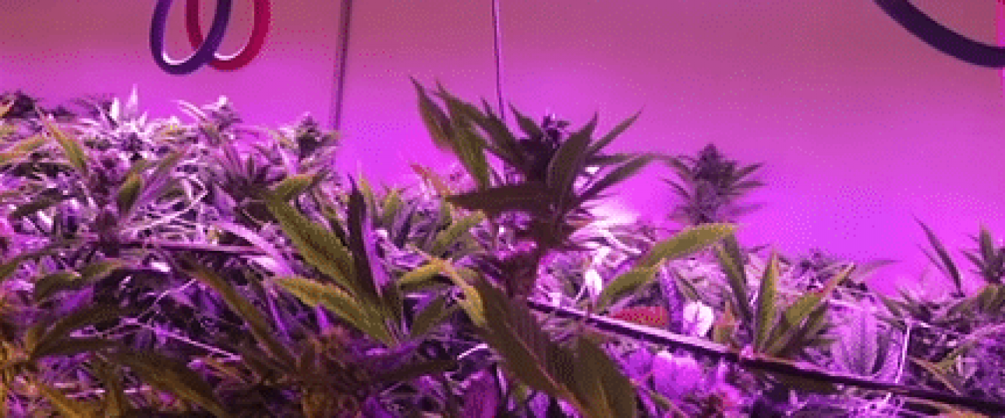 led cannabis grow lights