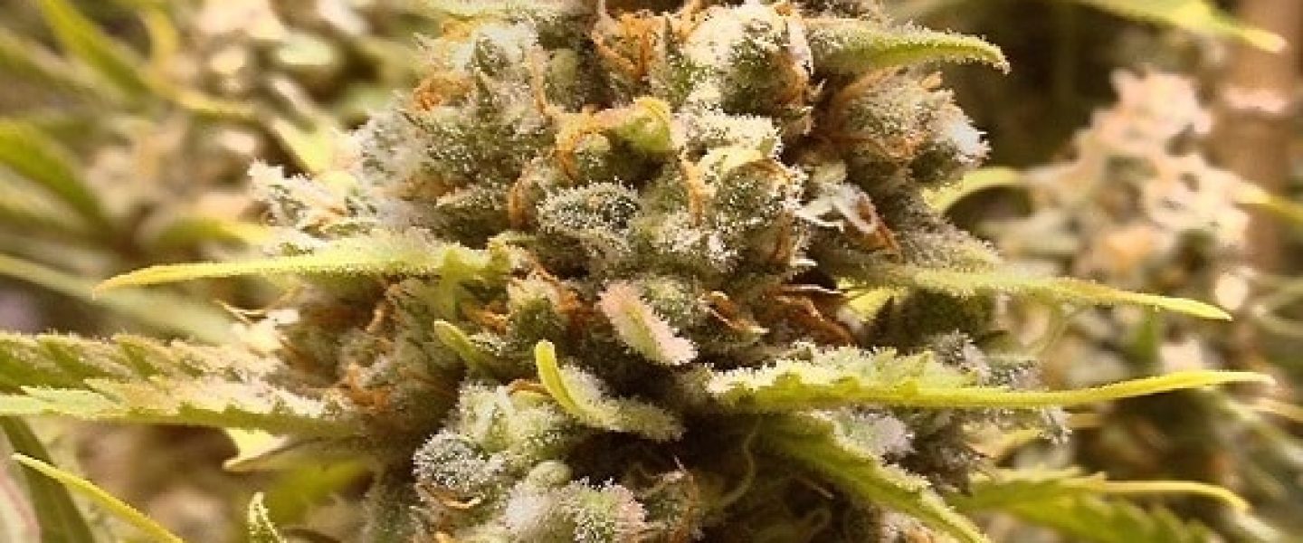 lemon diesel marijuana strain