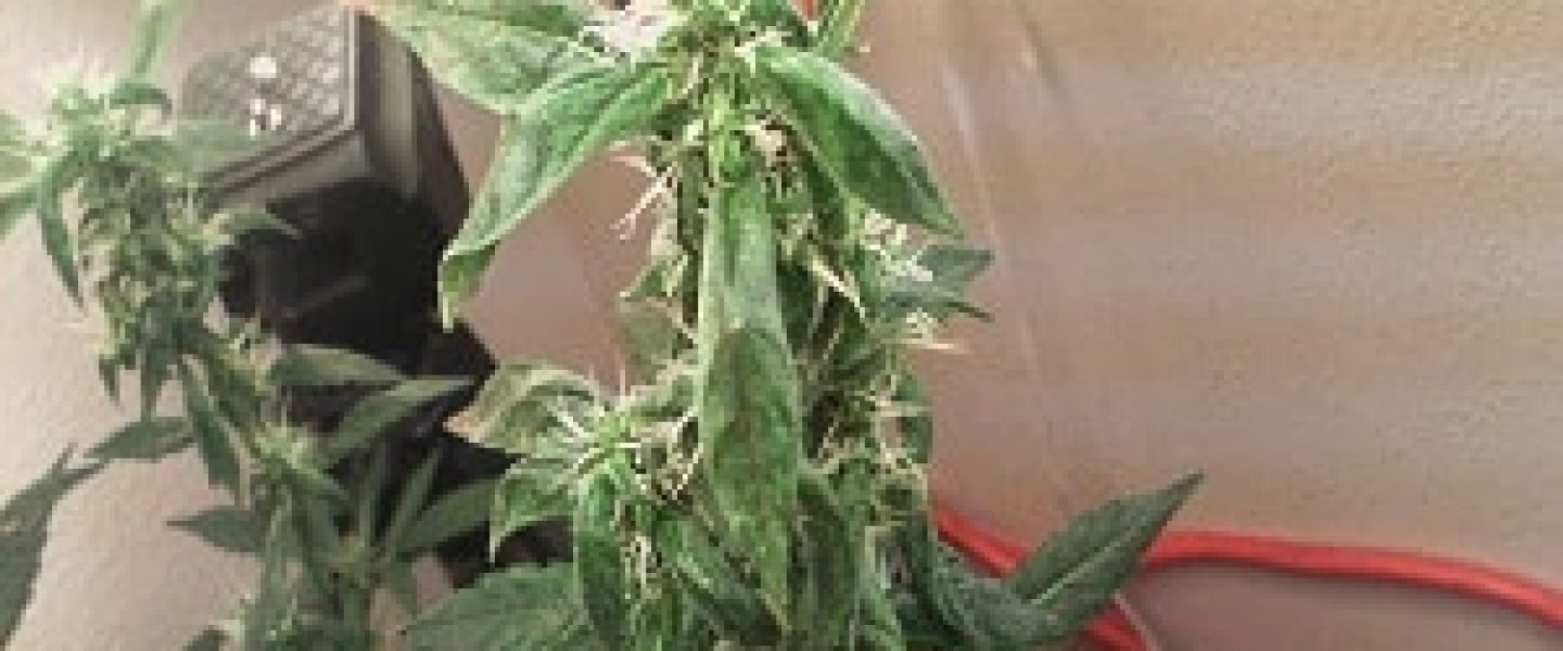 loose airy marijuana buds