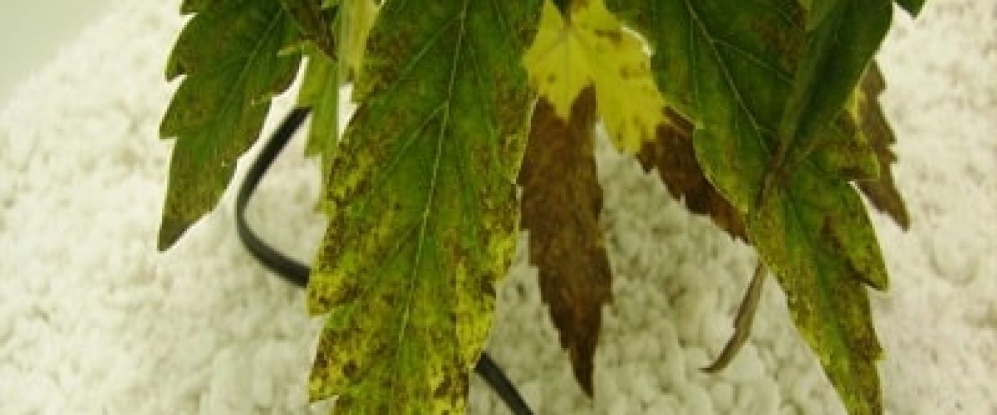 magnesium deficiency marijuana
