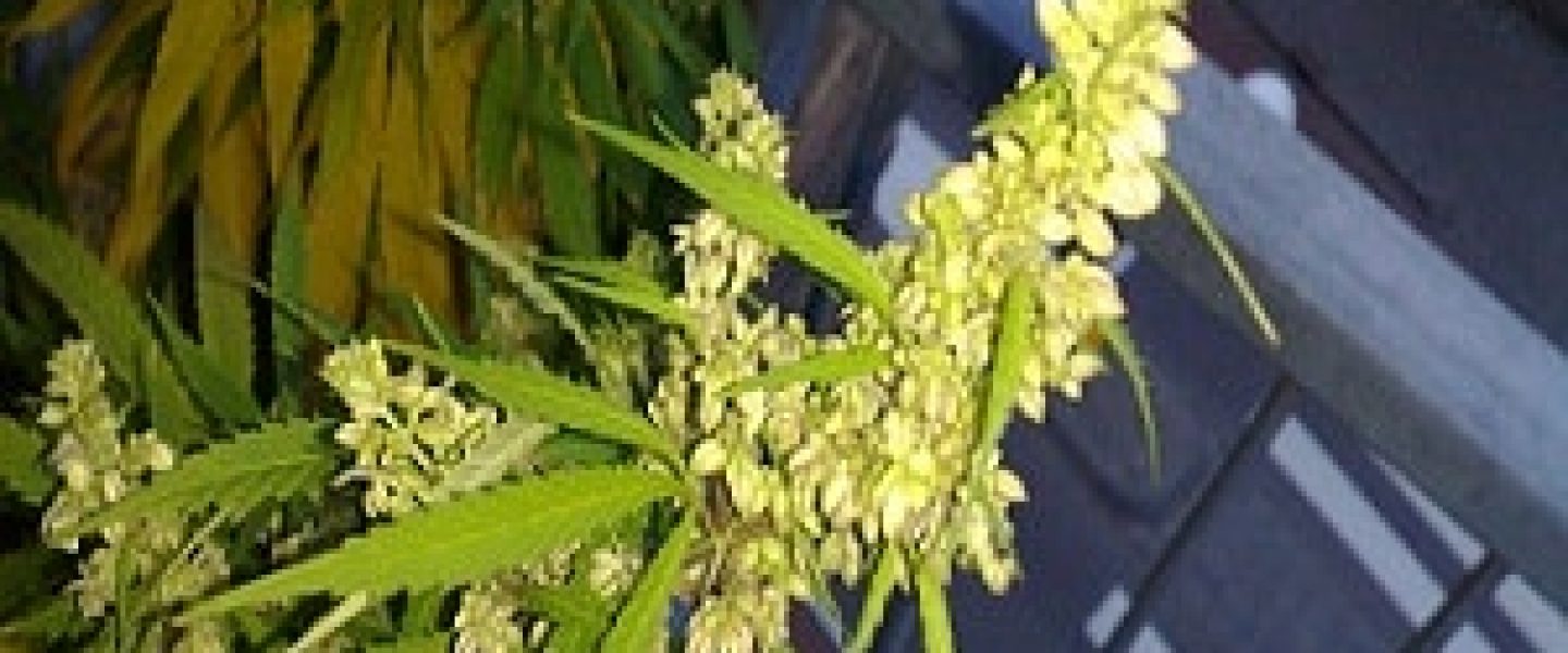 male female marijuana plant