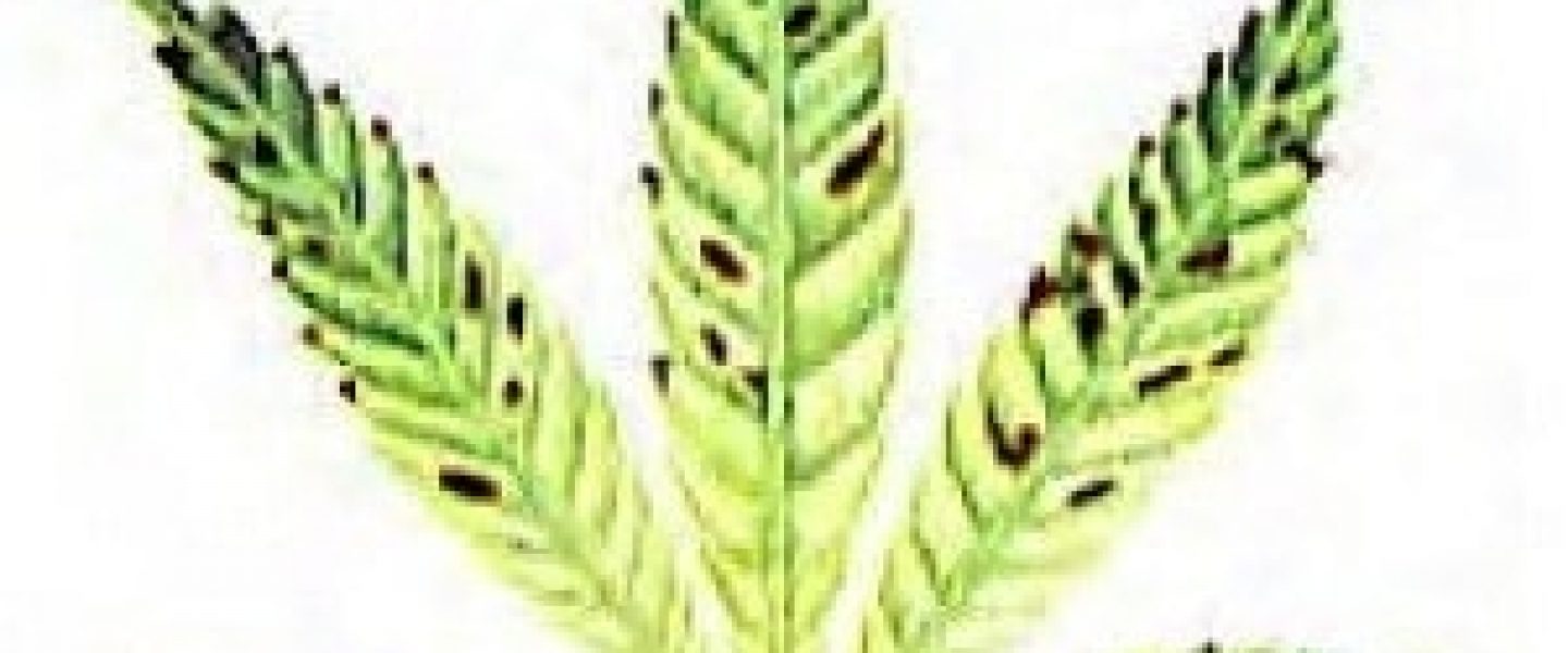 manganese marijuana plants