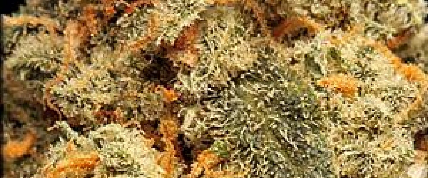 mango kush marijuana strain schizophrenia