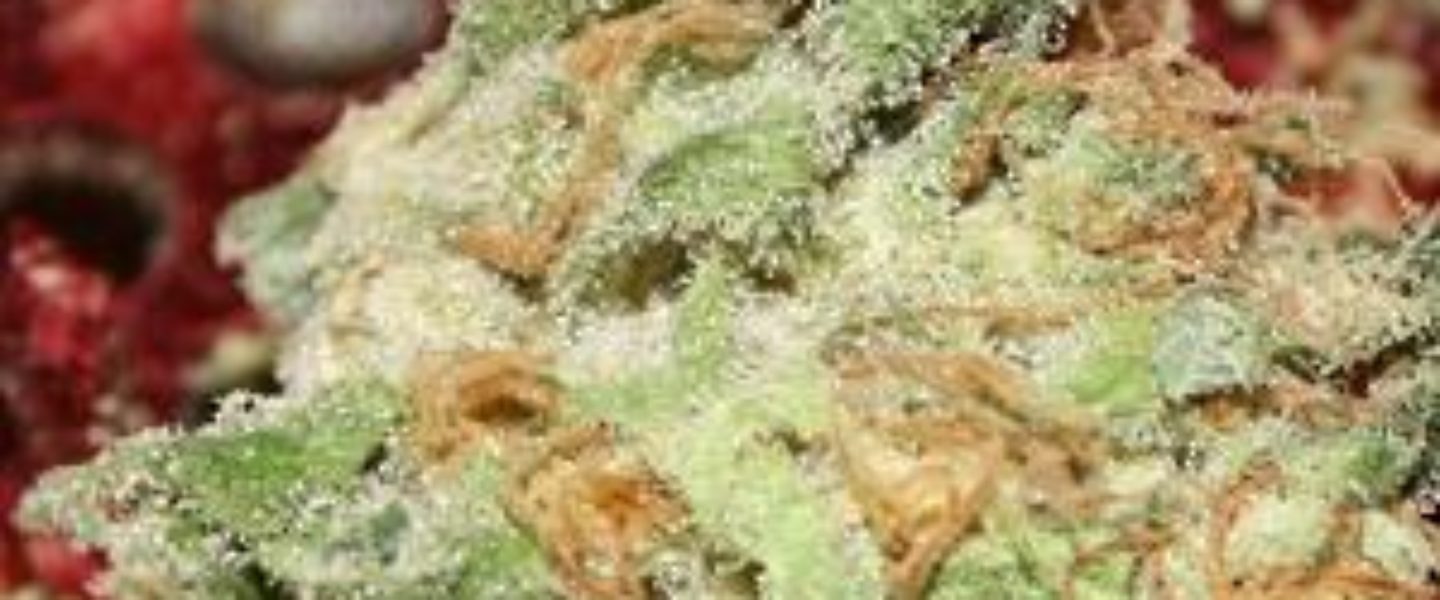Mango Pie Strain