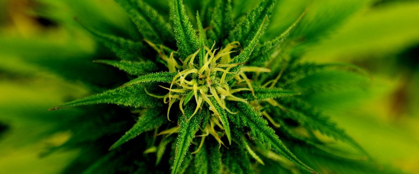 Maryland Marijuana Legalization Bill Sponsored By Senate President And Other Top Lawmakers.