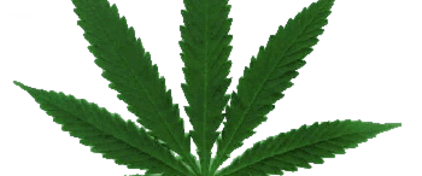 marijuana policy project 2012