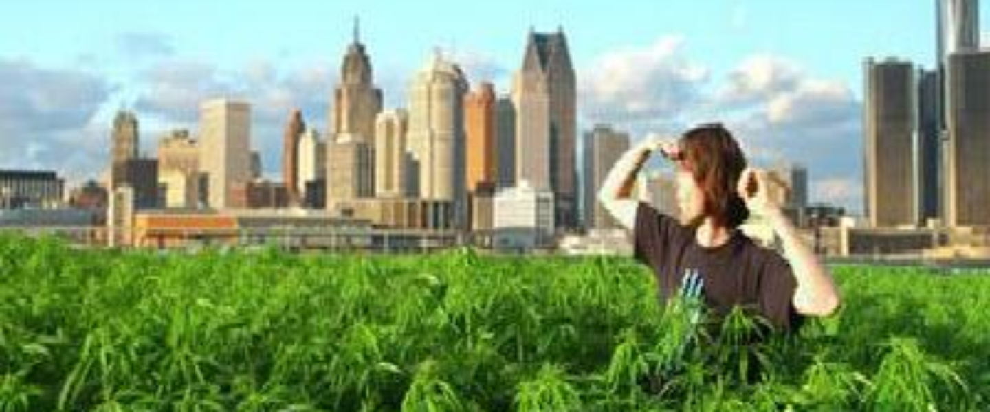 weed city