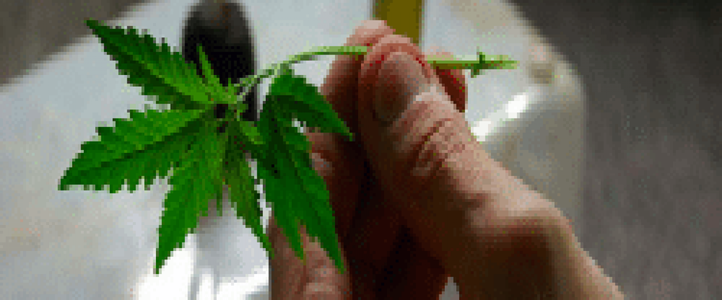cannabis clone