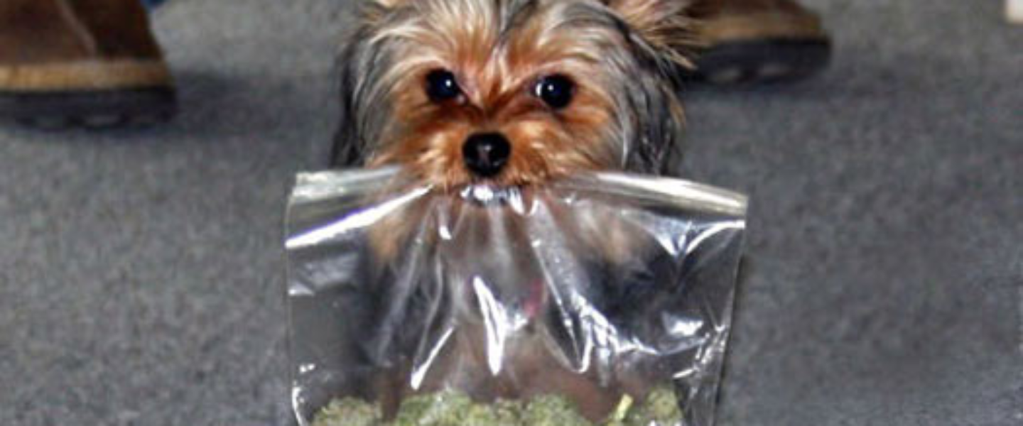 yorkie dog with marijuana