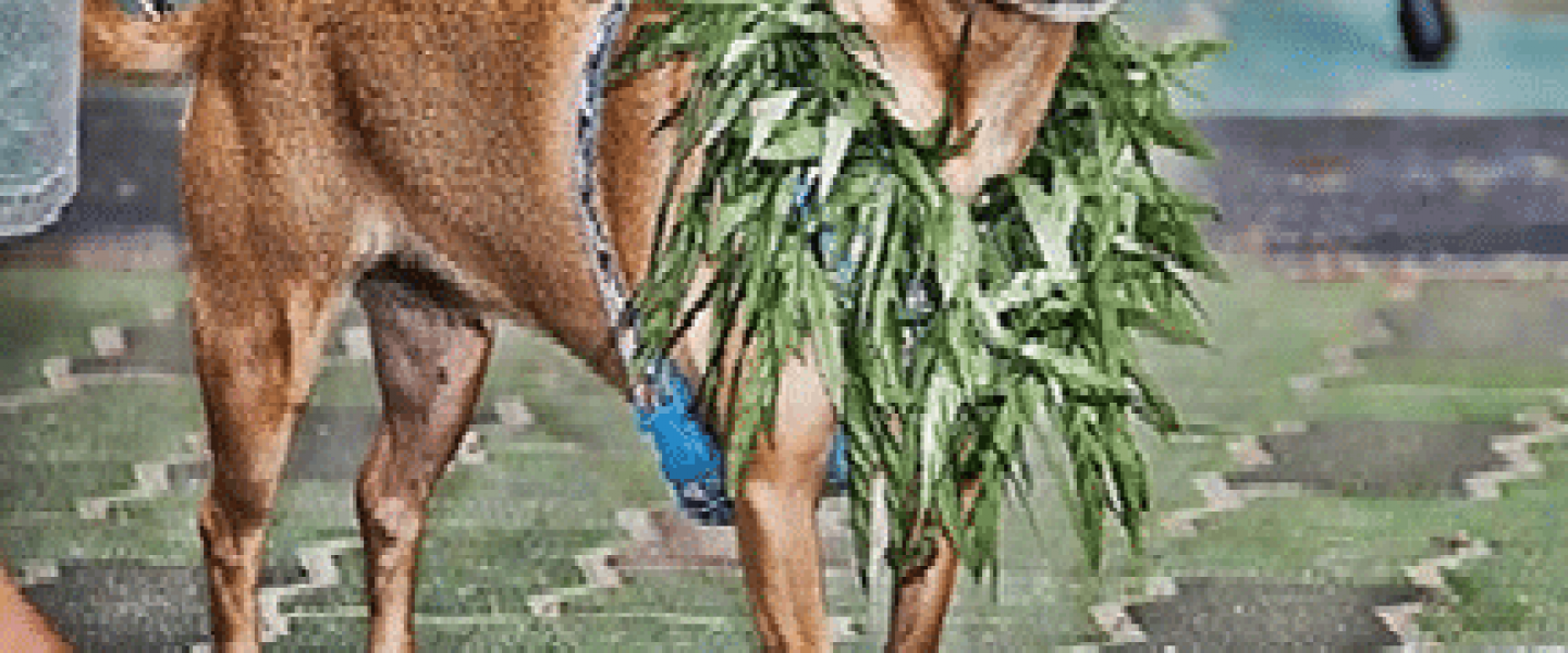 medical marijuana for pets animals